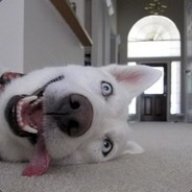 HolyCheez_